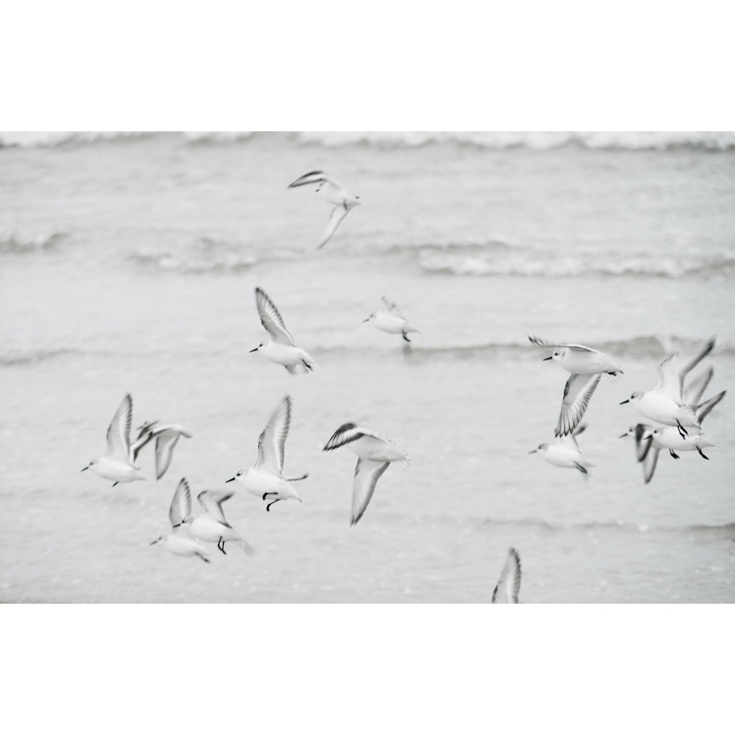 Strandläufer an der Nordsee | Tiere