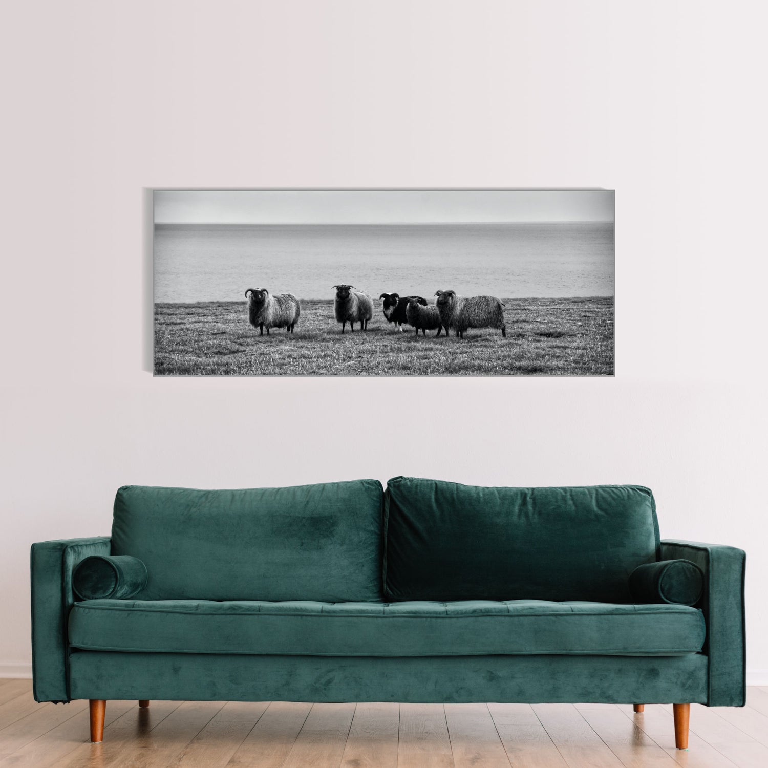 Schaffamilie in Island | Wandbild Tiere