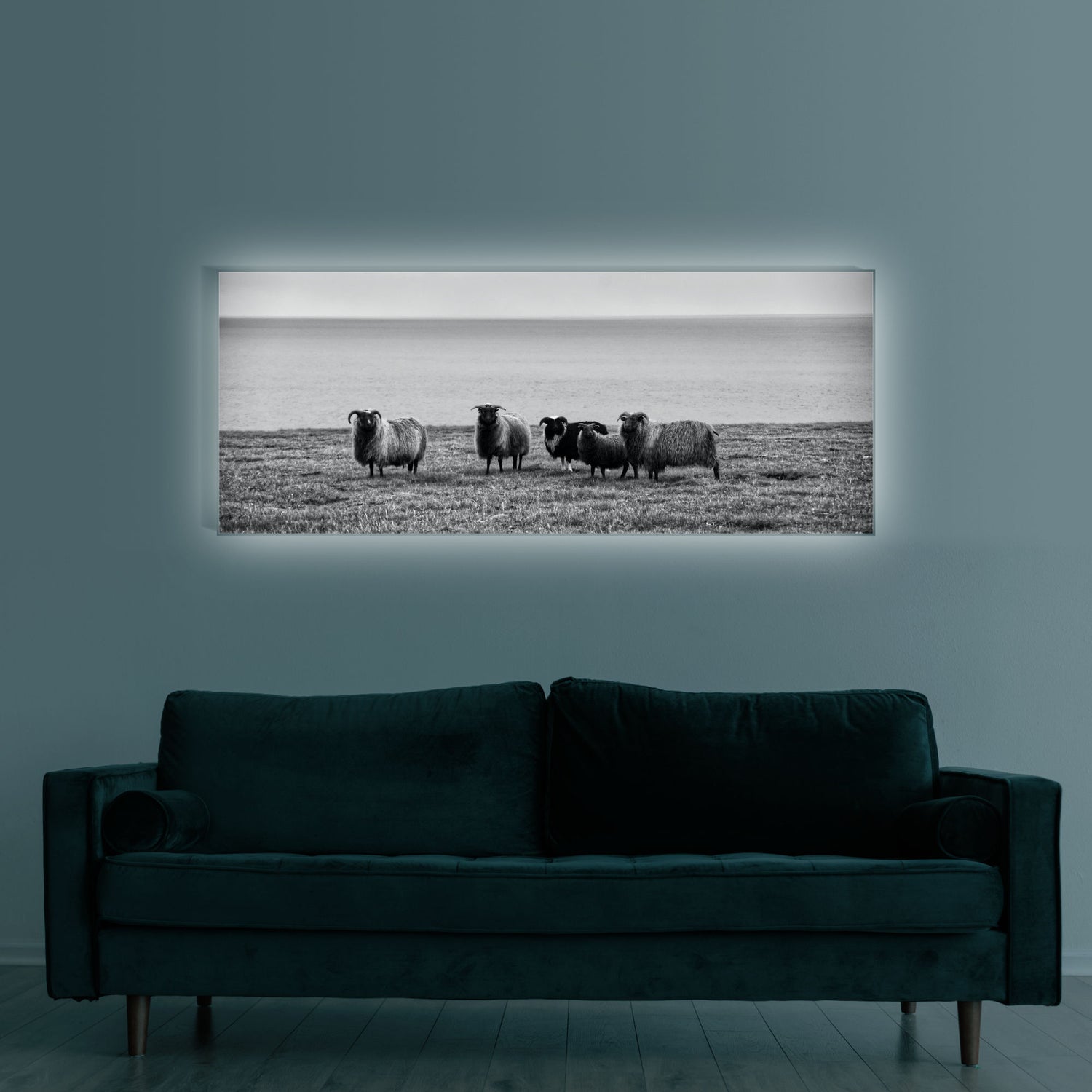 Schaffamilie in Island | Wandbild Tiere