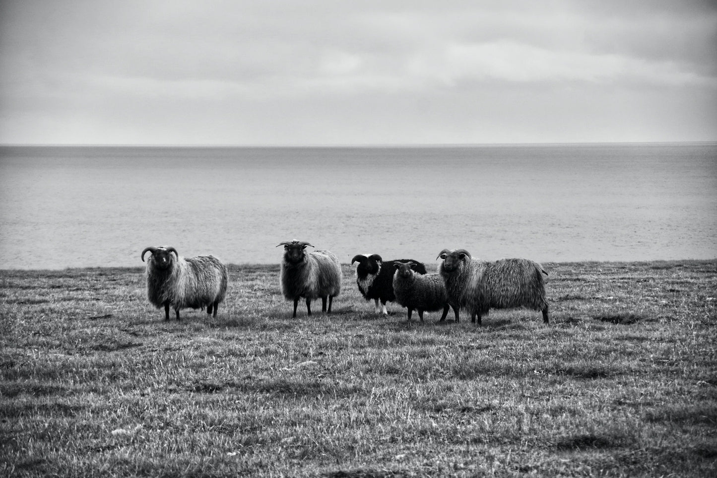 Schaffamilie in Island | Tiere