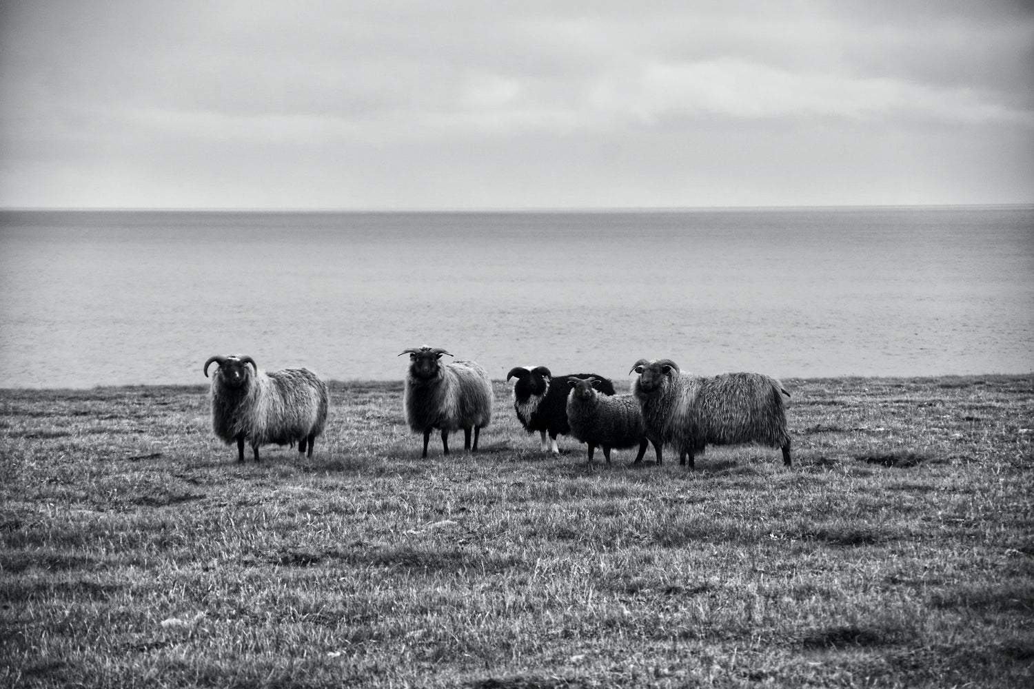 Schaffamilie in Island | Tiere