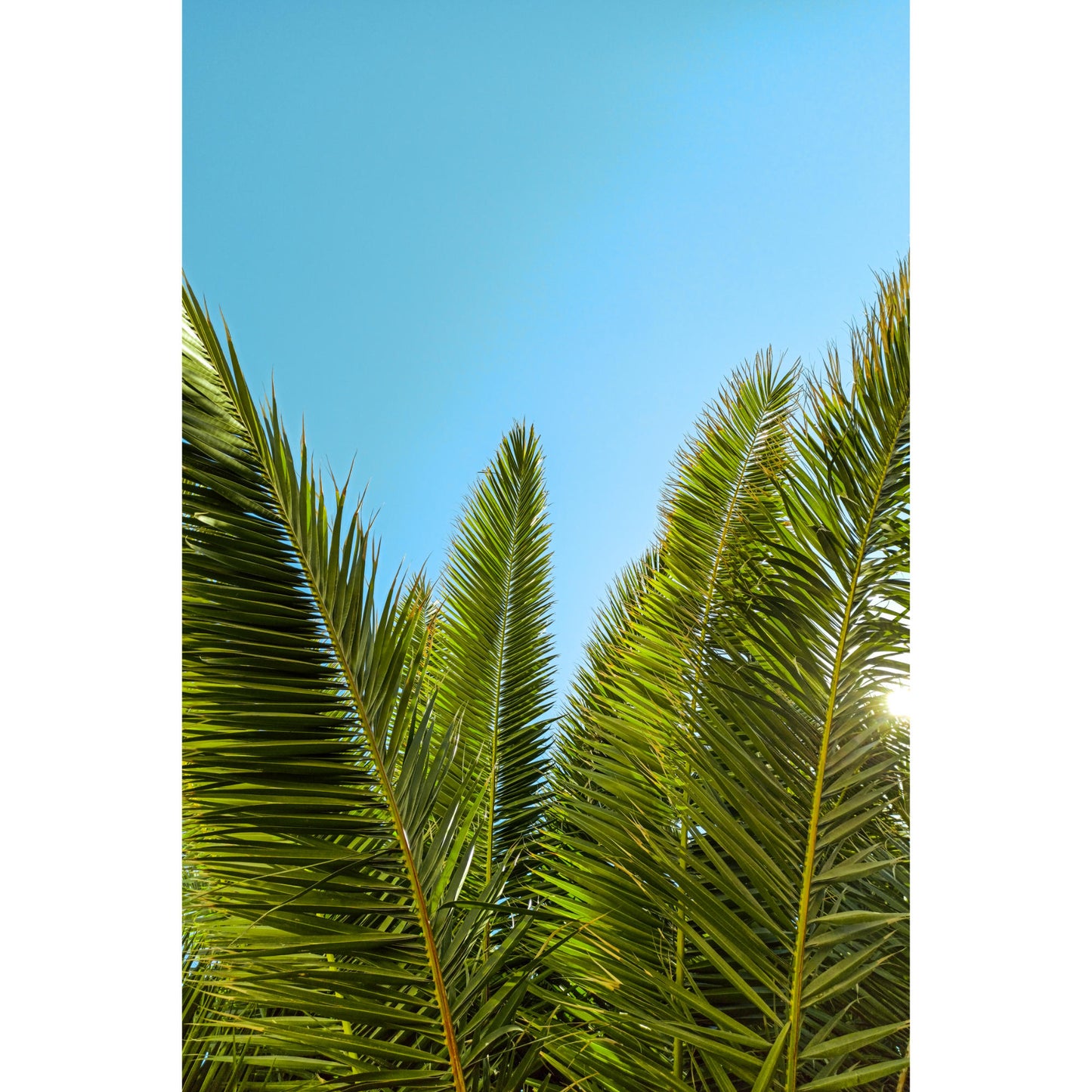 Palmblätter Palmen | Griechenland