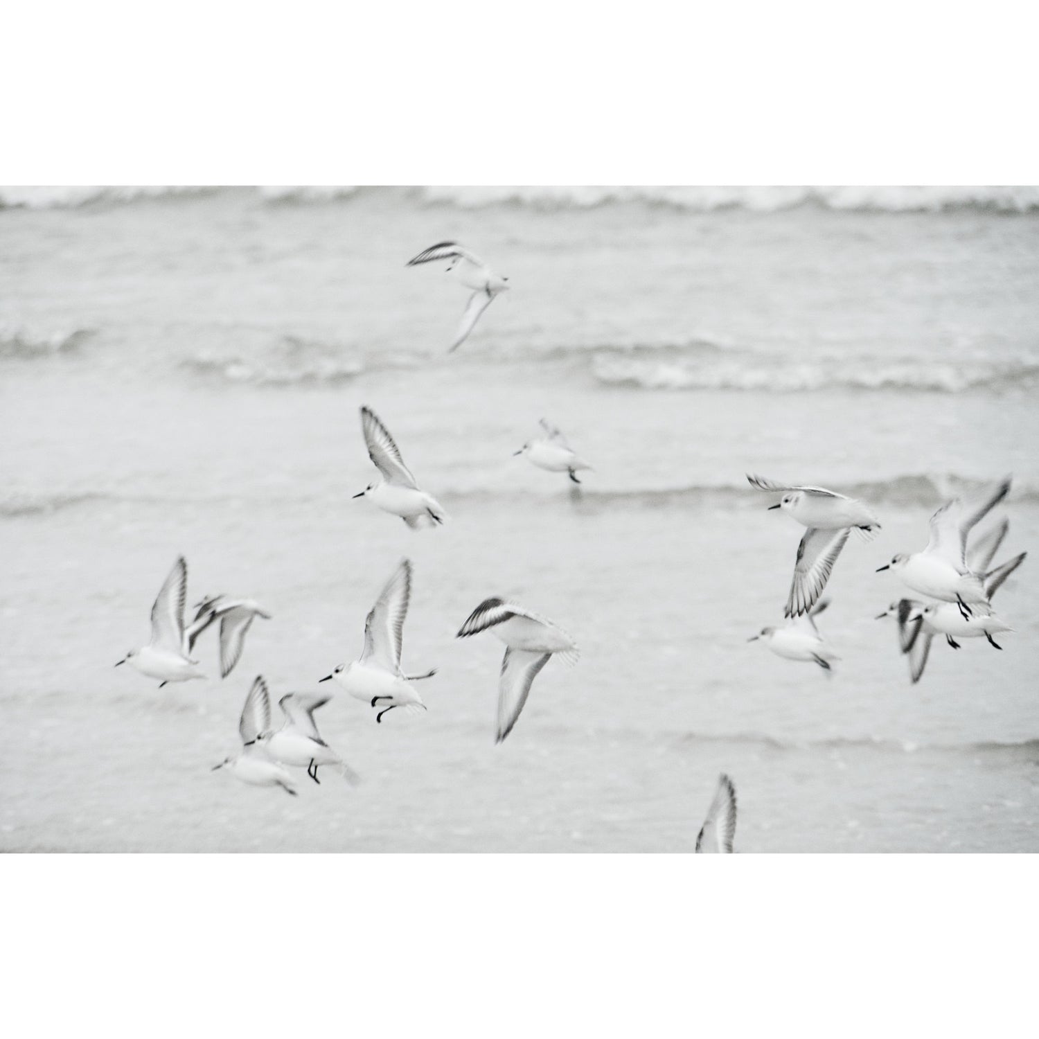 Strandläufer an der Nordsee | Tiere