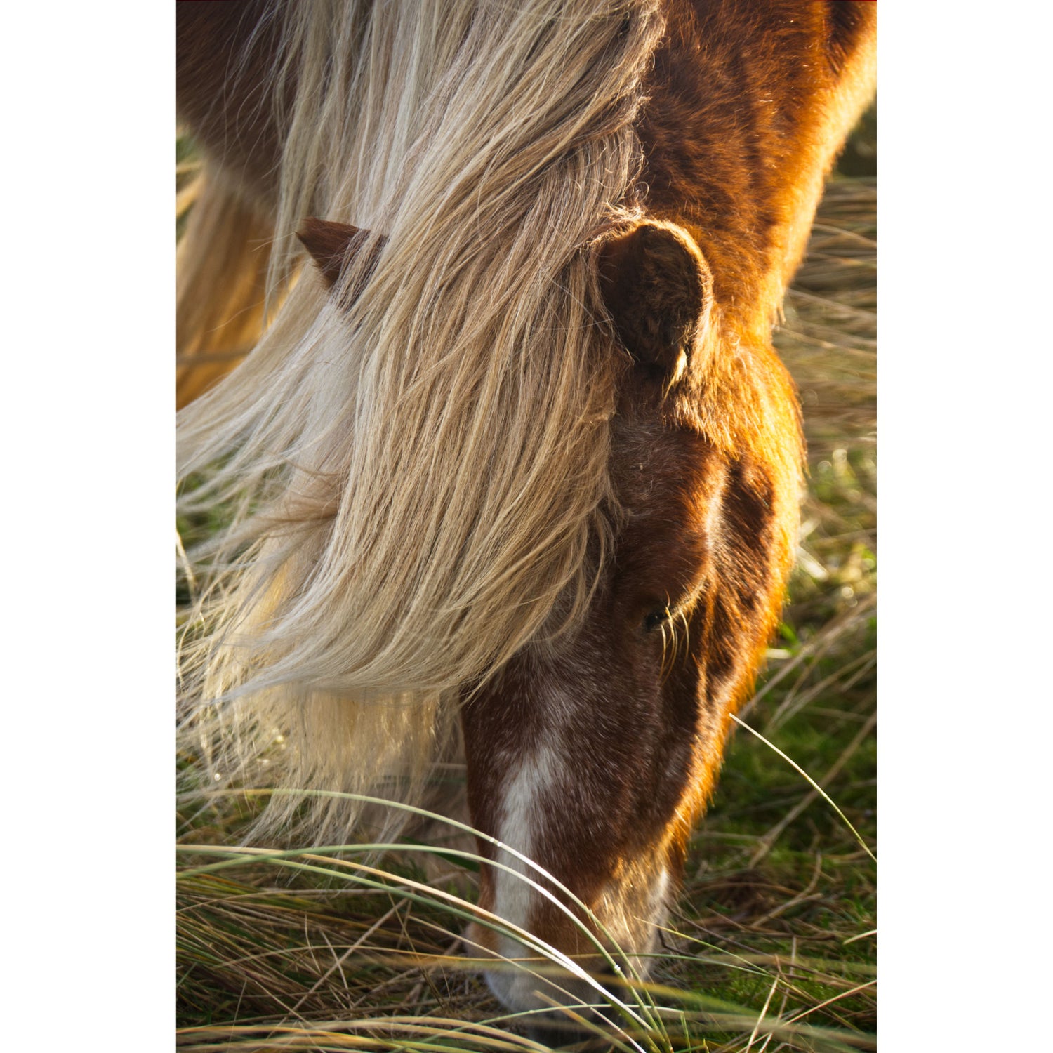 Pferd bei Sonnenuntergang 