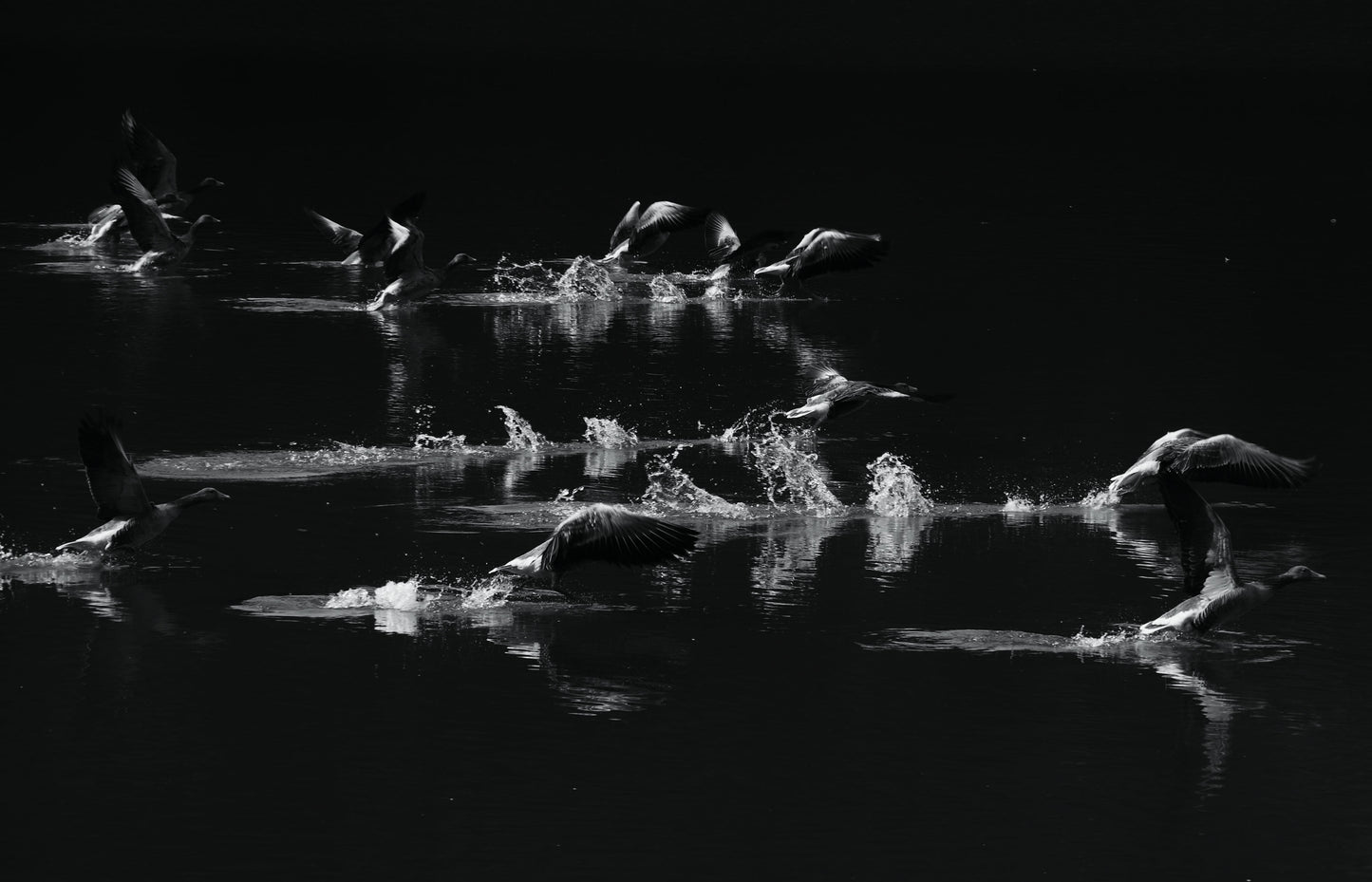 Startende Enten auf einem See 