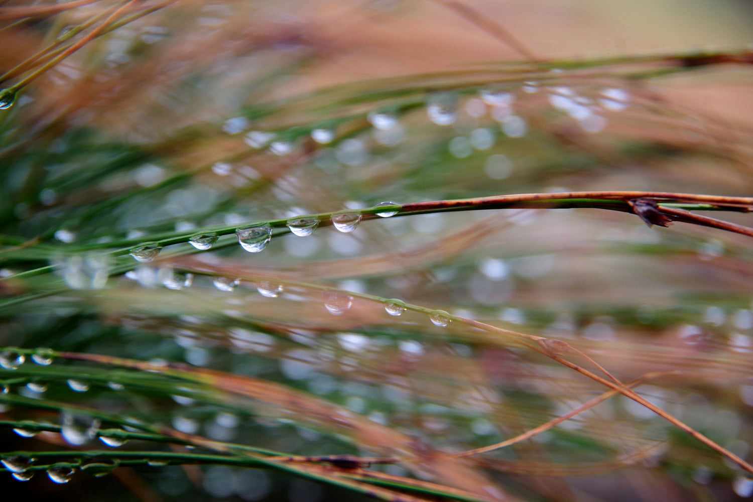 Wassertropfen an Grashalmen Makro 
